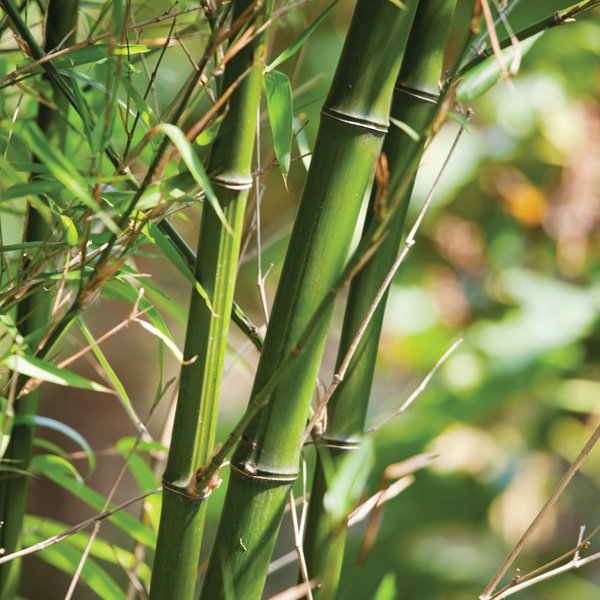 about-greenforet-img